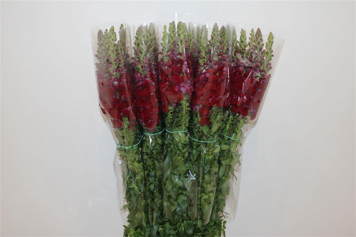 <h4>Antir Overig Red</h4>