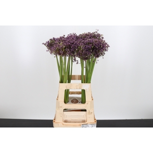 Allium Cherry