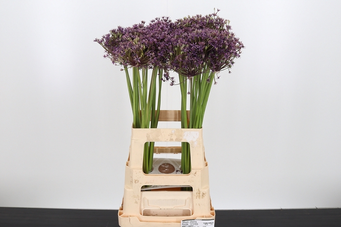 <h4>Allium Cherry</h4>