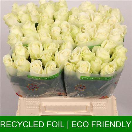 <h4>R Gr Snowstorm+</h4>