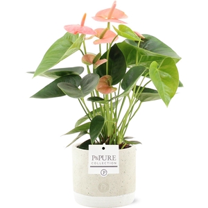 Anthurium 12 cm Spirit in Pure Jade ceramic