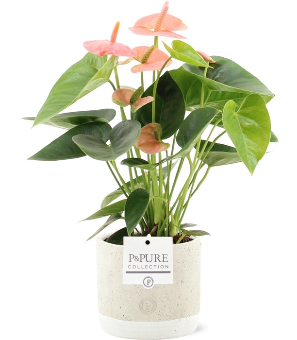 <h4>Anthurium Spirit in Pure Jade ceramic</h4>