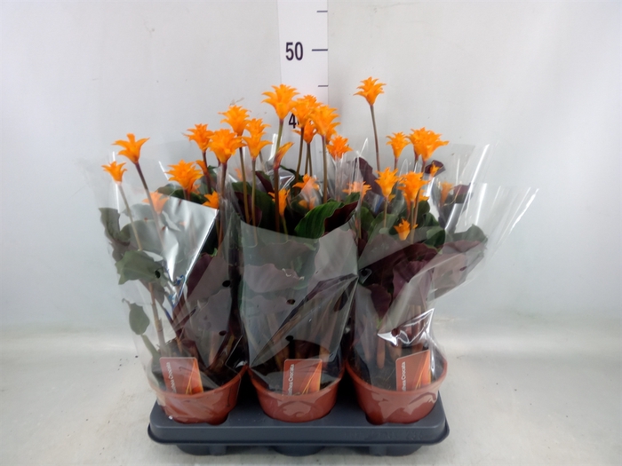 <h4>Calathea crocata</h4>