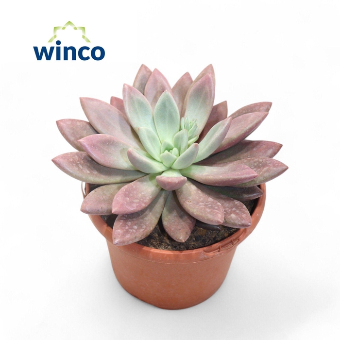 <h4>Graptoveria Rosie Crow</h4>