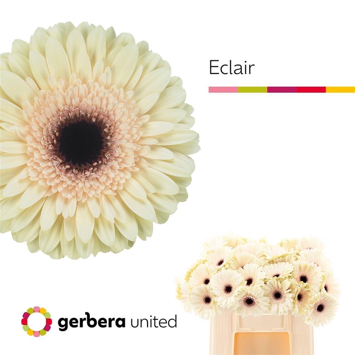 <h4>Ge Gr Eclair</h4>