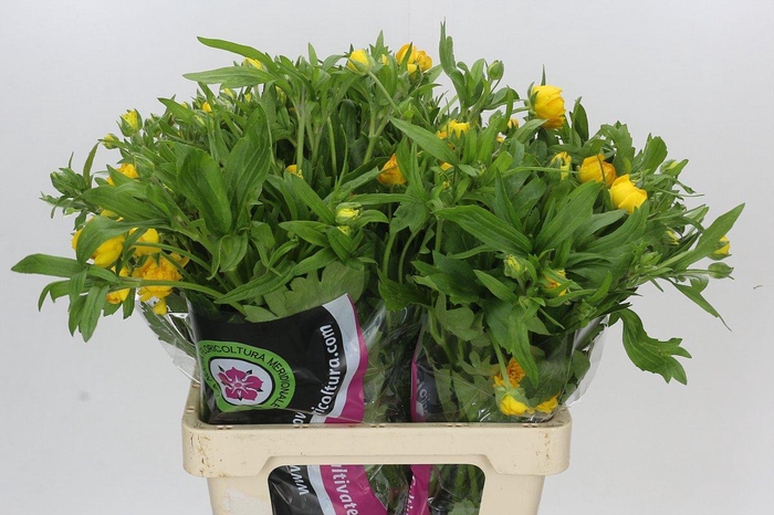 <h4>Ranunculus Moderna Sorrento</h4>