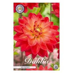 Dahlia Red Silence x1 l