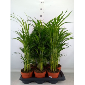 Dypsis lutescens   ...Chrysalidoca