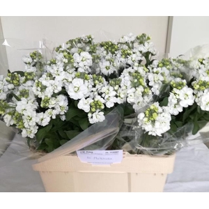 MATTH CENTUM WHITE