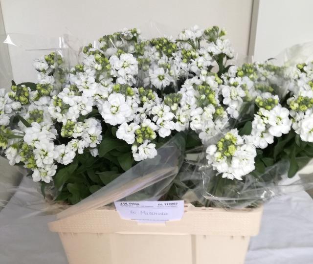 <h4>MATTH CENTUM WHITE</h4>