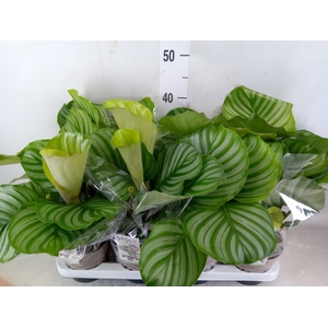 Calathea orbifolia