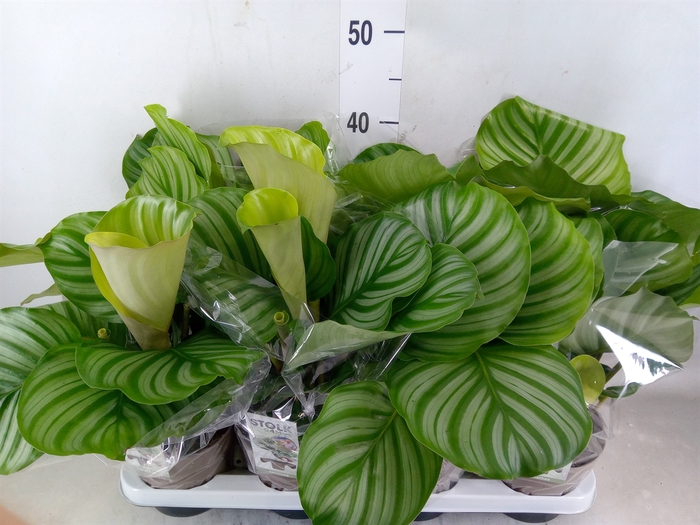 <h4>Calathea orbifolia</h4>