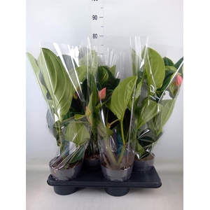 Medinilla magn. 'Flamenco'