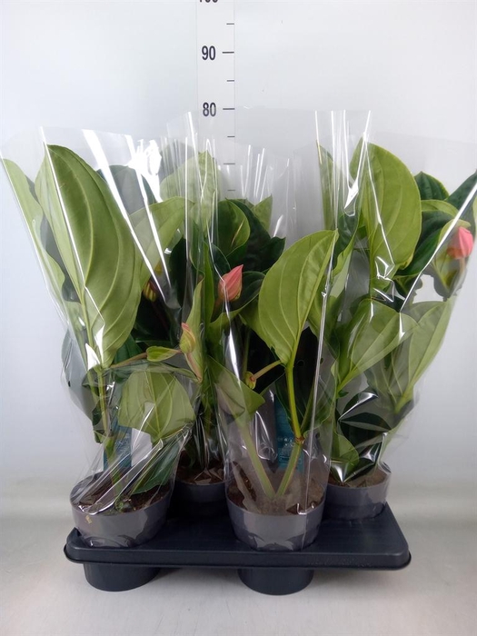 <h4>Medinilla magn. 'Flamenco'</h4>