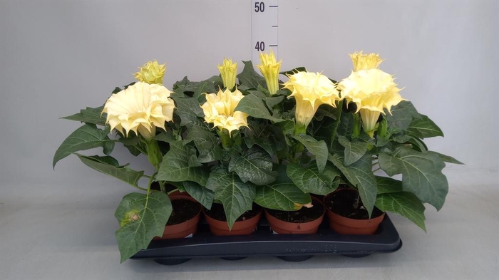 <h4>Datura   ...</h4>