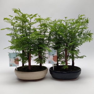 Metasequoia Forest Oval 20 cm