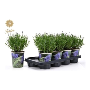 Lavandula Felice