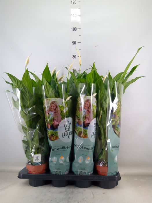 Spathiphyllum  'Sweet Chico'