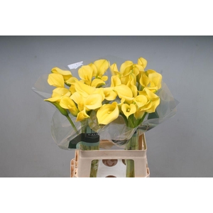 Zantedeschia gold cup