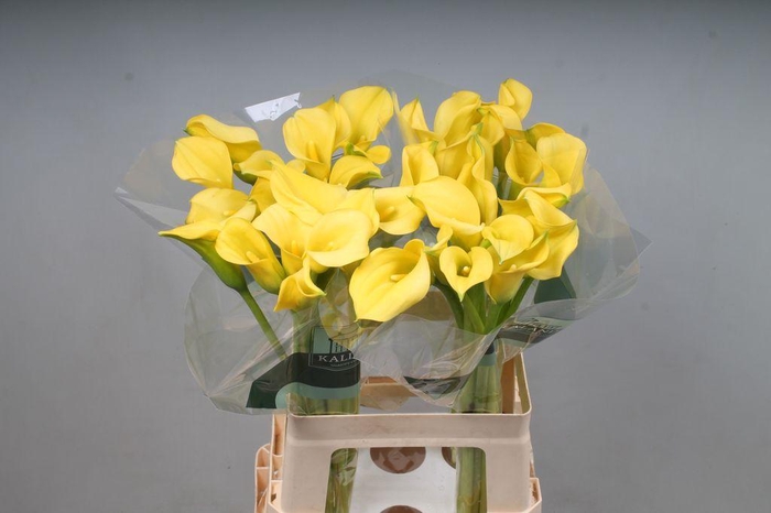 <h4>Zantedeschia gold cup</h4>