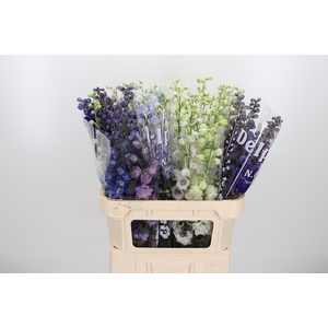 Delphinium El Gemengd