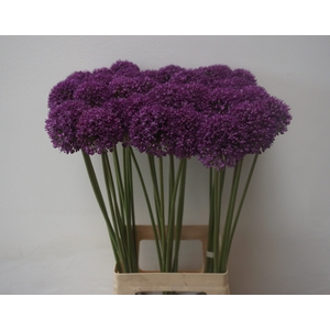 ALLIUM AMBASSADOR
