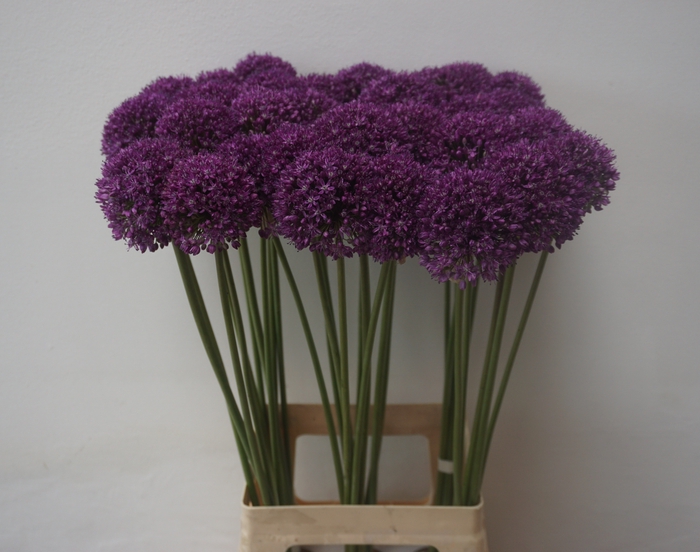 <h4>ALLIUM AMBASSADOR</h4>