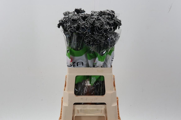 <h4>Di St Tinted Black</h4>