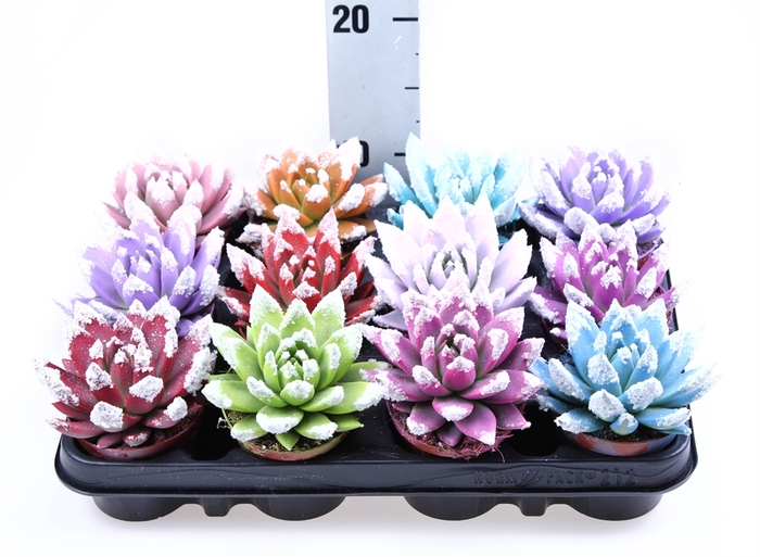 <h4>Echeveria  'Miranda'</h4>