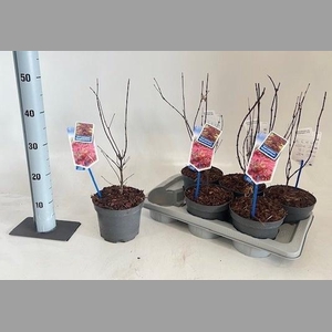 ACER PA ATROPURPUREU