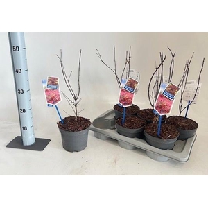 ACER PA ATROPURPUREU