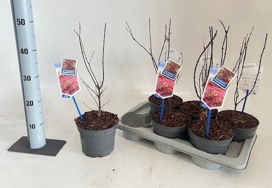 <h4>ACER PA ATROPURPUREU</h4>