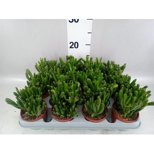 Crassula ovata 'Gollum'