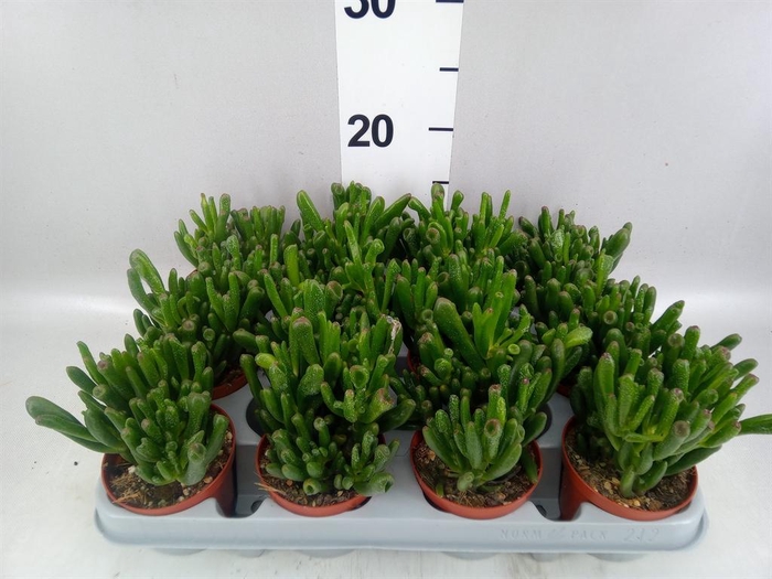<h4>Crassula ovata 'Gollum'</h4>