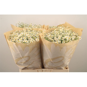 Tanacetum Pa Cameron