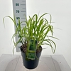 Miscanthus sinensis Zebrinus