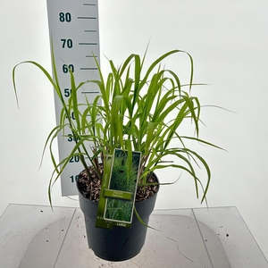 Miscanthus sinensis Zebrinus