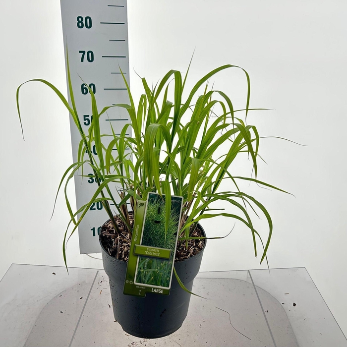 <h4>Miscanthus sinensis Zebrinus</h4>
