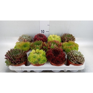 Sempervivum   ...