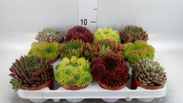 <h4>Sempervivum   ...</h4>