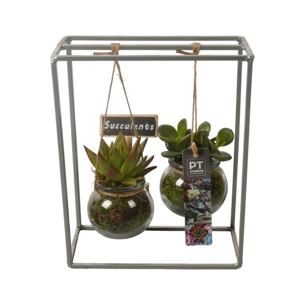 <h4>PTSU8405 Arrangement Succulenten in hangende glazen pot</h4>