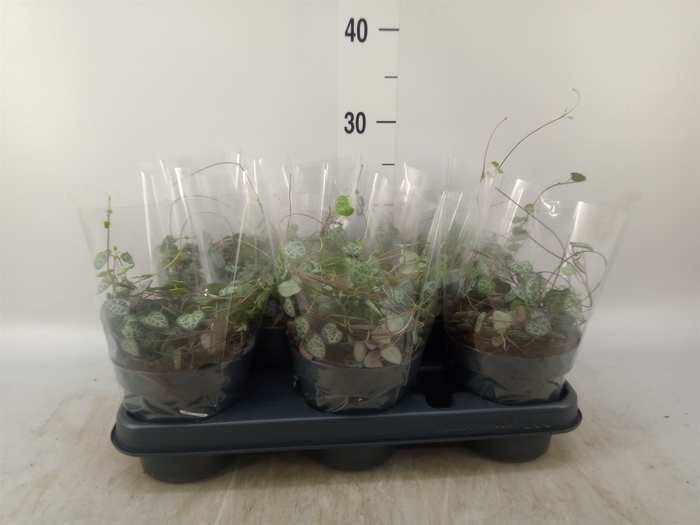 <h4>Ceropegia woodii ssp. woodii</h4>