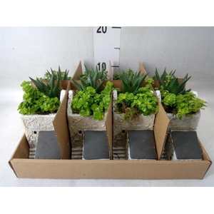 Arr.   Kamerplant Groen L%