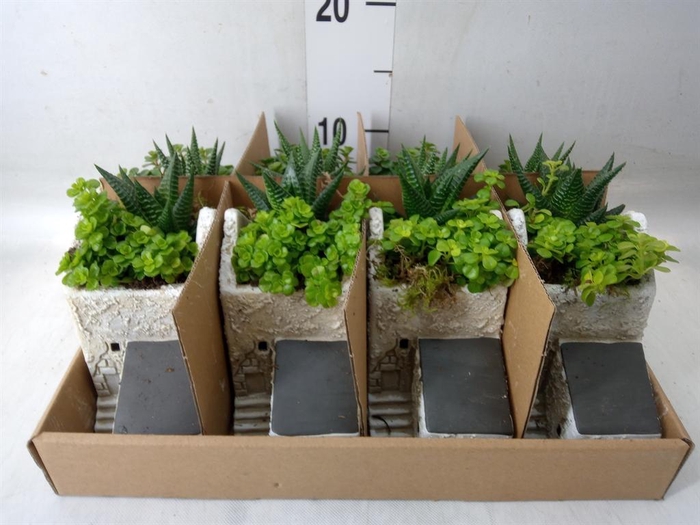 <h4>Arr. Kamerplant Groen L%</h4>