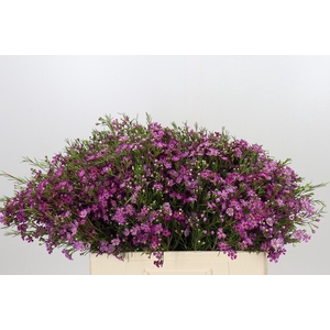 Chamelaucium Free Spirit