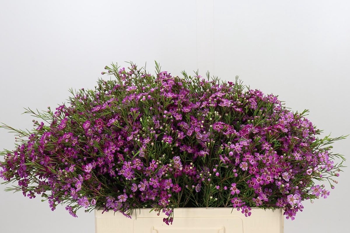 <h4>Chamelaucium Free Spirit</h4>