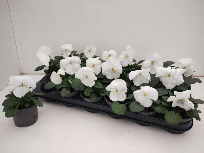 <h4>VIO WI DEL PUR WHITE</h4>