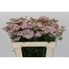 Achillea Millefolium Lilac Beauty