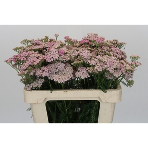 Achillea Millefolium Lilac Beauty