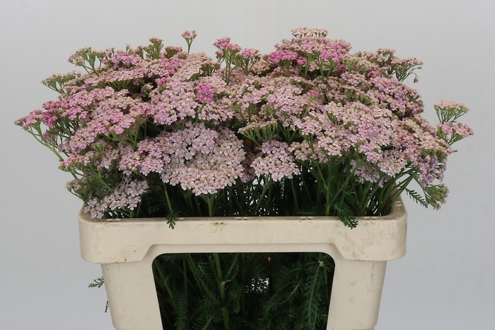 <h4>Achillea Millefolium Lilac Beauty</h4>